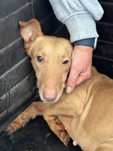 CIARA, Hund, Podenco Andaluz Maneto in Spanien - Bild 4