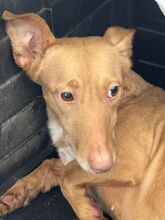 CIARA, Hund, Podenco Andaluz Maneto in Spanien - Bild 6