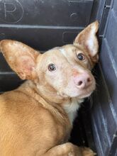 ZAPE, Hund, Podenco Maneto in Spanien - Bild 2