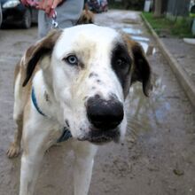 LUA, Hund, Mastin Español-Mix in Spanien - Bild 1