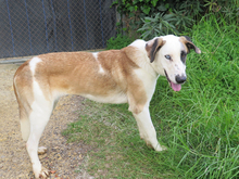 LUA, Hund, Mastin Español-Mix in Spanien - Bild 4