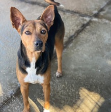 DORAEMON, Hund, Mischlingshund in Spanien - Bild 2