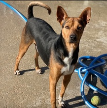 DORAEMON, Hund, Mischlingshund in Spanien - Bild 3