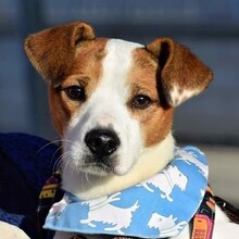 PANCHO, Hund, Terrier-Mix in Spanien - Bild 1