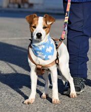 PANCHO, Hund, Terrier-Mix in Spanien - Bild 2