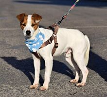 PANCHO, Hund, Terrier-Mix in Spanien - Bild 3