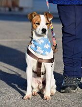 PANCHO, Hund, Terrier-Mix in Spanien - Bild 5