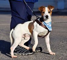 PANCHO, Hund, Terrier-Mix in Spanien - Bild 6