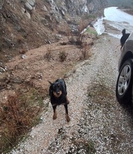 NIKOLINA, Hund, Mischlingshund in Griechenland - Bild 10