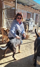 NIKOLINA, Hund, Mischlingshund in Griechenland - Bild 2