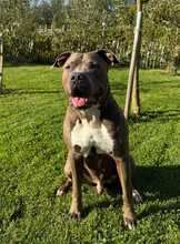 PABLO, Hund, American Staffordshire Terrier-Mix in Hildesheim