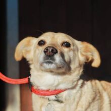 MERCI, Hund, Mischlingshund in Slowakische Republik - Bild 13