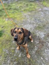 MALIBU, Hund, Mischlingshund in Slowakische Republik - Bild 2