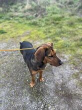 MALIBU, Hund, Mischlingshund in Slowakische Republik - Bild 7