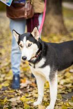 VALKYRIE, Hund, Mischlingshund in Bulgarien - Bild 4