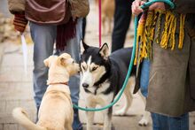 VALKYRIE, Hund, Mischlingshund in Bulgarien - Bild 5