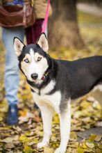 VALKYRIE, Hund, Mischlingshund in Bulgarien - Bild 9