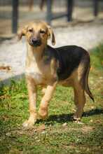 REYNAJULIANA, Hund, Mischlingshund in Bulgarien - Bild 11