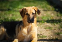 REYNAJULIANA, Hund, Mischlingshund in Bulgarien - Bild 3