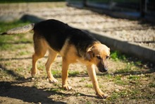 REYNAJULIANA, Hund, Mischlingshund in Bulgarien - Bild 4