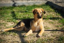 REYNAJULIANA, Hund, Mischlingshund in Bulgarien - Bild 5