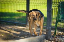 REYNAJULIANA, Hund, Mischlingshund in Bulgarien - Bild 6