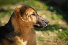 REYNAJULIANA, Hund, Mischlingshund in Bulgarien - Bild 9