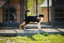 REYVJULY, Hund, Mischlingshund in Bulgarien - Bild 7