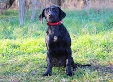 CHRISTOPHER, Hund, Mischlingshund in Springe