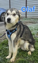 OLAF, Hund, Siberian Husky-Mix in Kroatien - Bild 1