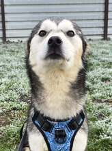 OLAF, Hund, Siberian Husky-Mix in Kroatien - Bild 2