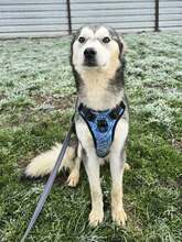 OLAF, Hund, Siberian Husky-Mix in Kroatien - Bild 3