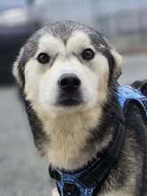 OLAF, Hund, Siberian Husky-Mix in Kroatien - Bild 4