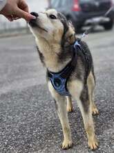 OLAF, Hund, Siberian Husky-Mix in Kroatien - Bild 5