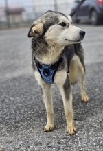 OLAF, Hund, Siberian Husky-Mix in Kroatien - Bild 7