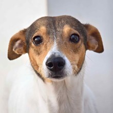 LOLA, Hund, Bodeguero Andaluz in Spanien - Bild 1