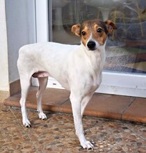 LOLA, Hund, Bodeguero Andaluz in Spanien - Bild 2