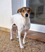 LOLA, Hund, Bodeguero Andaluz in Spanien - Bild 4