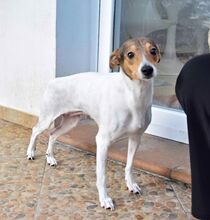 LOLA, Hund, Bodeguero Andaluz in Spanien - Bild 5