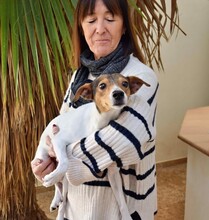 LOLA, Hund, Bodeguero Andaluz in Spanien - Bild 7