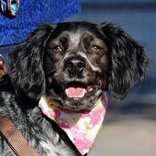 ADA, Hund, Epagneul Breton in Spanien - Bild 1