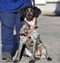 ADA, Hund, Epagneul Breton in Spanien - Bild 2