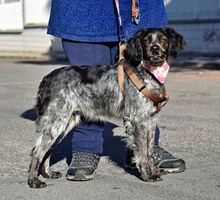 ADA, Hund, Epagneul Breton in Spanien - Bild 3