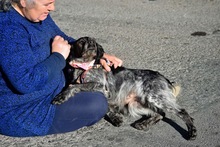 ADA, Hund, Epagneul Breton in Spanien - Bild 4