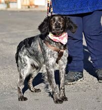 ADA, Hund, Epagneul Breton in Spanien - Bild 5