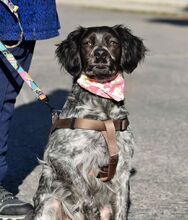 ADA, Hund, Epagneul Breton in Spanien - Bild 6