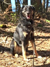 LILLE, Hund, Griechischer Schäferhund in Stelzenberg