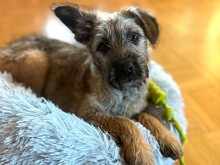 WENDY, Hund, Terrier-Mix in Coburg - Bild 1