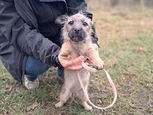 WENDY, Hund, Terrier-Mix in Coburg - Bild 14