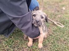 WENDY, Hund, Terrier-Mix in Coburg - Bild 15